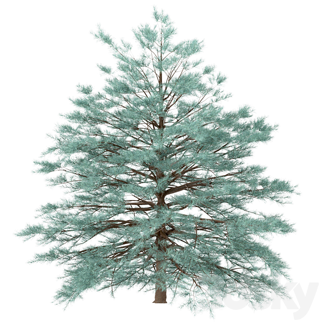 Set of Picea Pungens Trees (Blue spruce) (3 Trees) 3DS Max Model - thumbnail 4