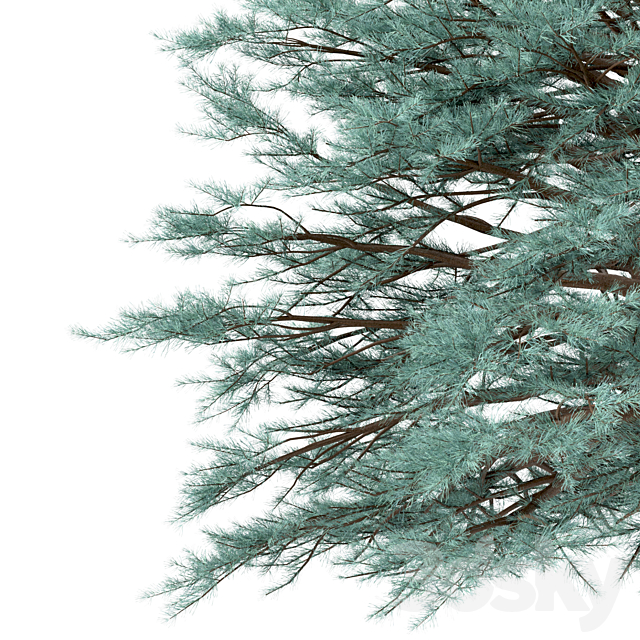 Set of Picea Pungens Trees (Blue spruce) (3 Trees) 3DS Max Model - thumbnail 5