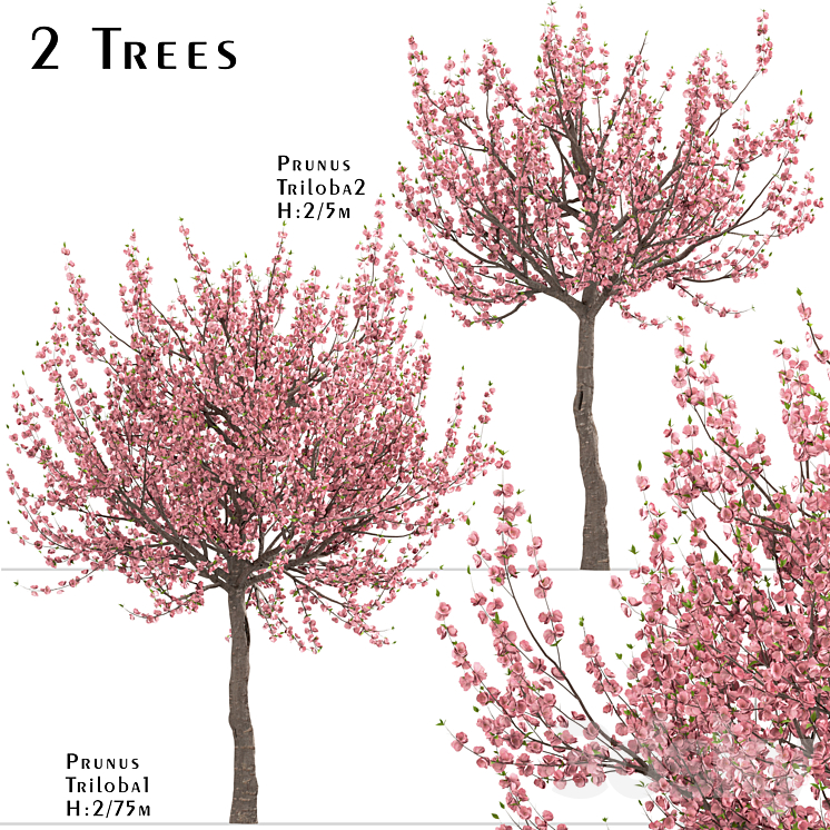 Set of Prunus Triloba Trees (Flowering Almond) (2 Trees) 3DS Max - thumbnail 1