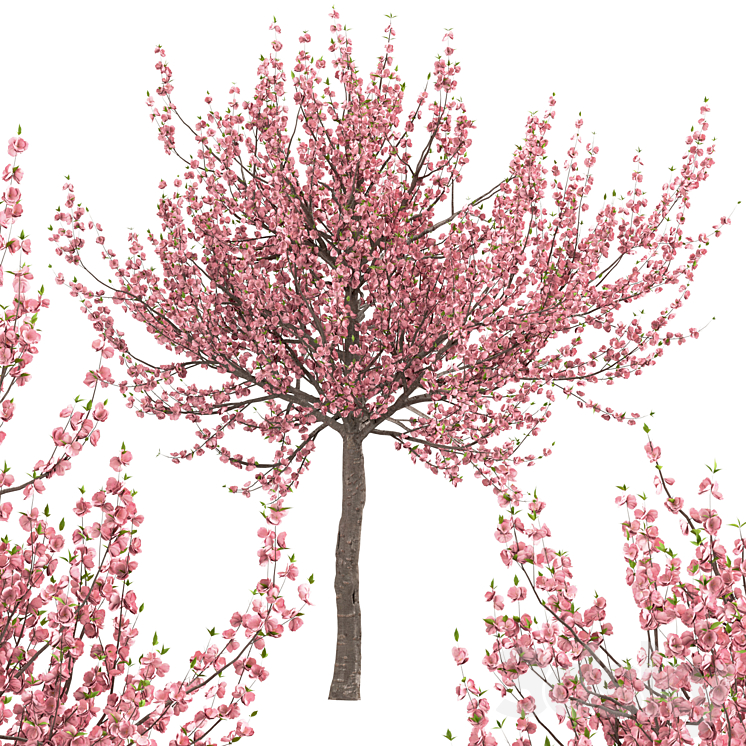 Set of Prunus Triloba Trees (Flowering Almond) (2 Trees) 3DS Max - thumbnail 2