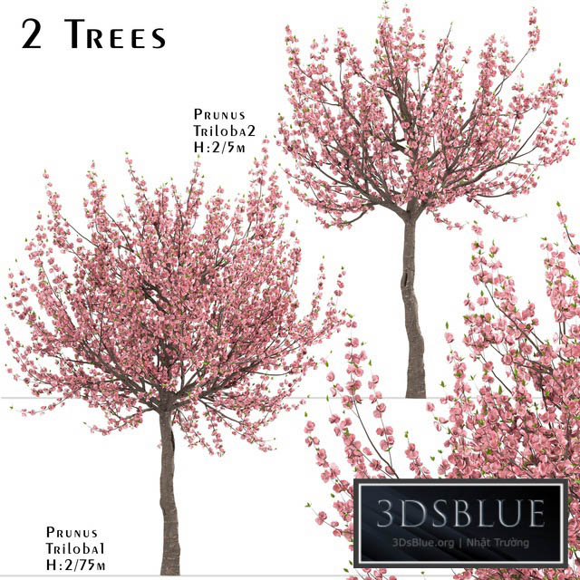 Set of Prunus Triloba Trees (Flowering Almond) (2 Trees) 3DS Max - thumbnail 3