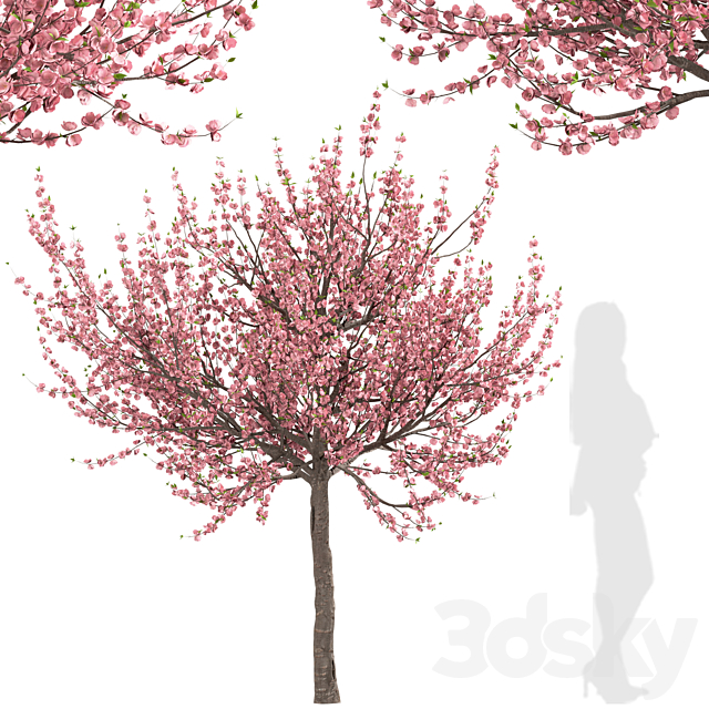 Set of Prunus Triloba Trees (Flowering Almond) (2 Trees) 3DSMax File - thumbnail 3