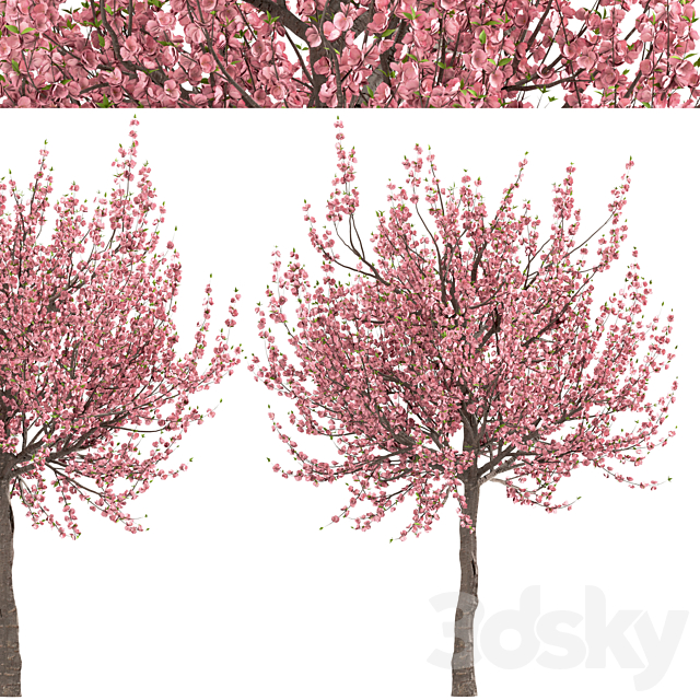 Set of Prunus Triloba Trees (Flowering Almond) (2 Trees) 3DSMax File - thumbnail 4