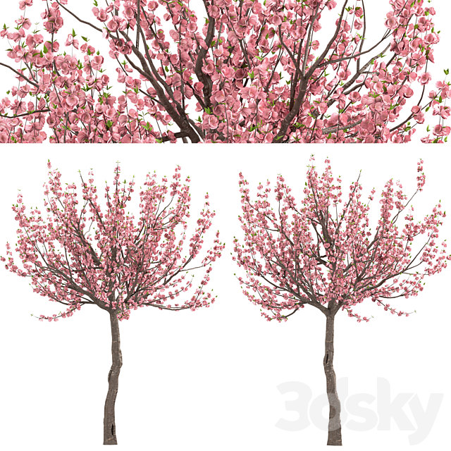 Set of Prunus Triloba Trees (Flowering Almond) (2 Trees) 3DSMax File - thumbnail 5