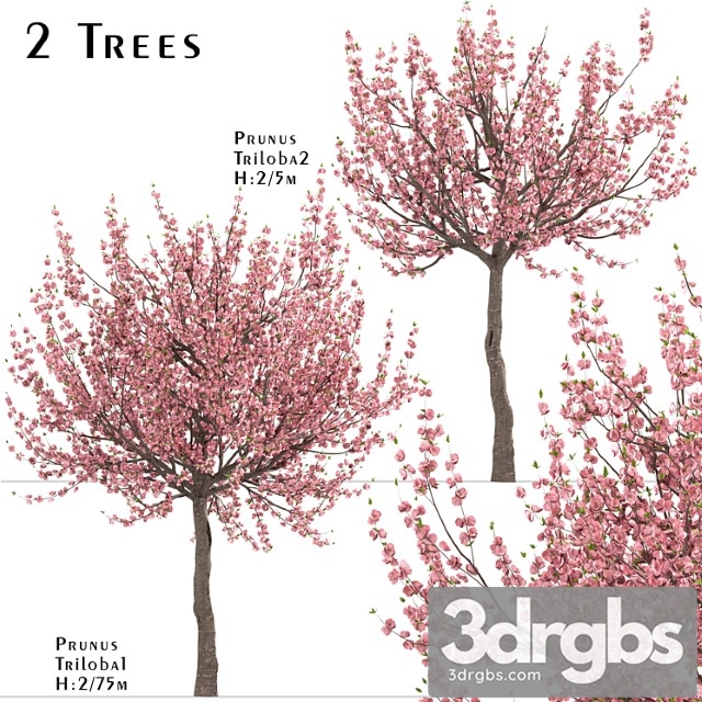 Set of prunus triloba trees (flowering almond) (2 trees) - thumbnail 1