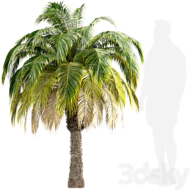 Set of Pygmy Date Palm Trees (Phoenix Roebelenii) (2 Trees) 3DS Max Model - thumbnail 2