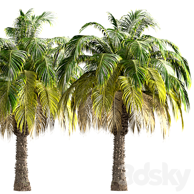 Set of Pygmy Date Palm Trees (Phoenix Roebelenii) (2 Trees) 3DS Max Model - thumbnail 3