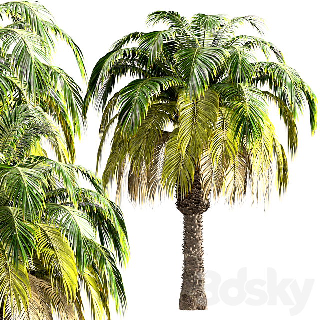 Set of Pygmy Date Palm Trees (Phoenix Roebelenii) (2 Trees) 3DS Max Model - thumbnail 4