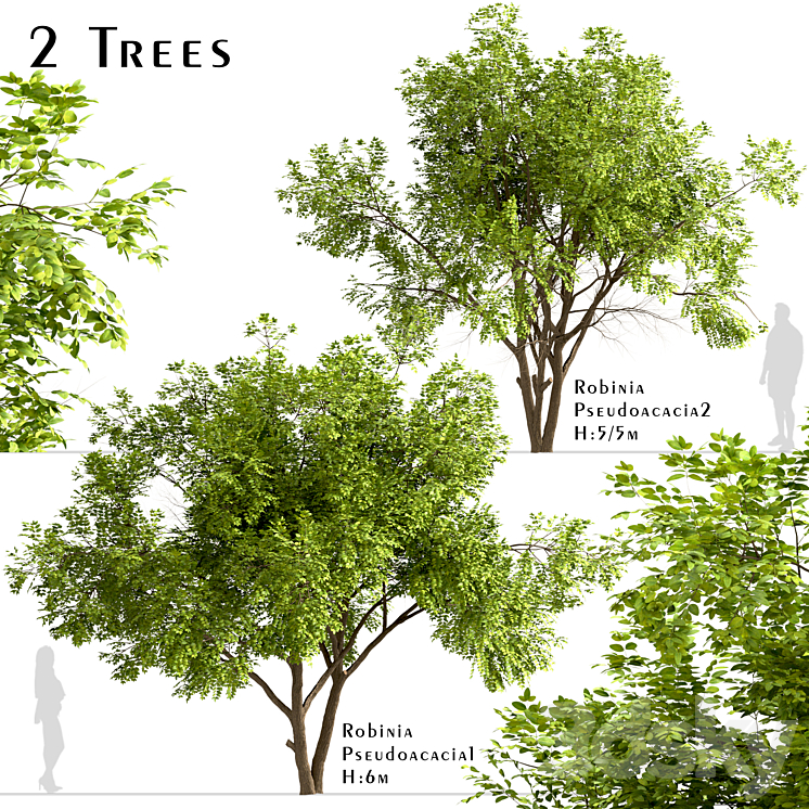 Set of Robinia Pseudoacacia Trees (Black Locust) (2 Trees) 3DS Max - thumbnail 1