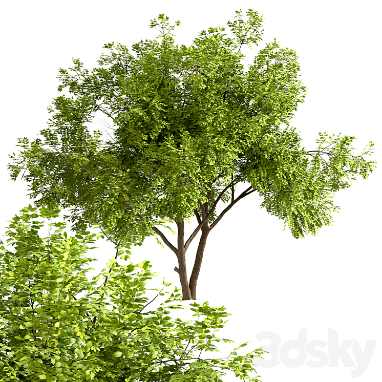 Set of Robinia Pseudoacacia Trees (Black Locust) (2 Trees) 3DS Max - thumbnail 2