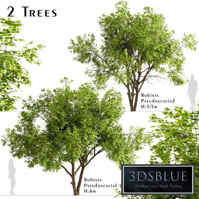 Set of Robinia Pseudoacacia Trees (Black Locust) (2 Trees) 3DS Max - thumbnail 3