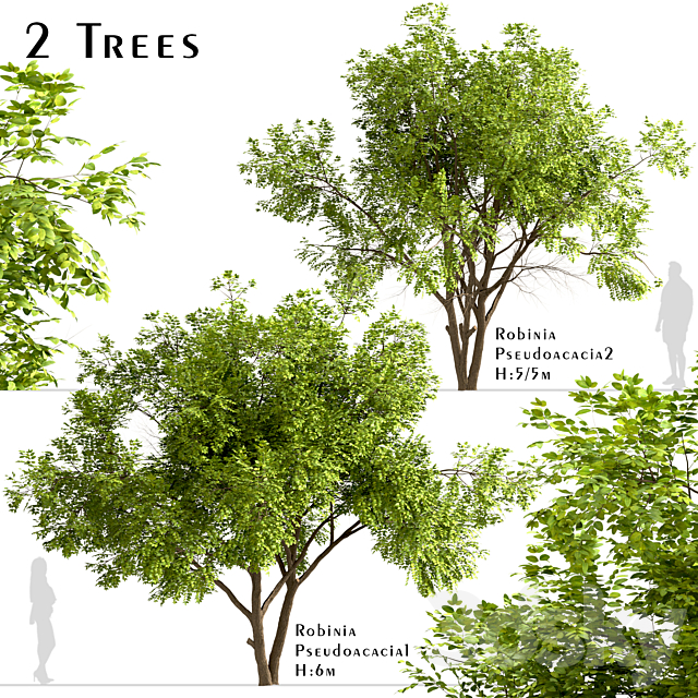 Set of Robinia Pseudoacacia Trees (Black Locust) (2 Trees) 3DSMax File - thumbnail 1