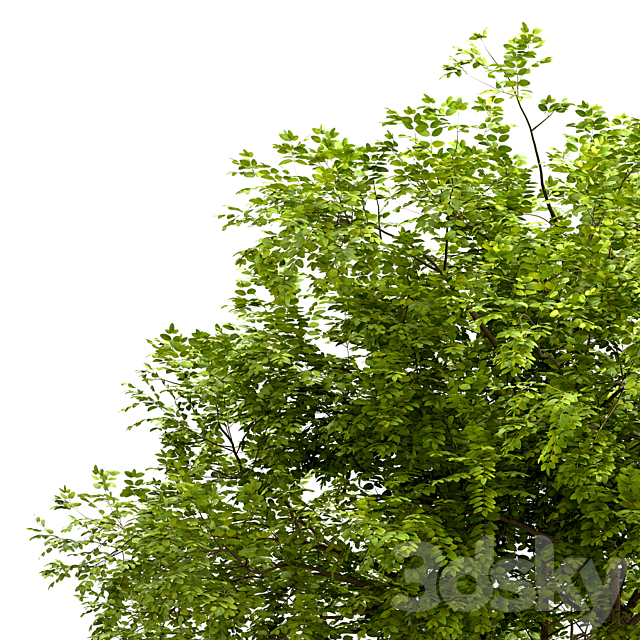 Set of Robinia Pseudoacacia Trees (Black Locust) (2 Trees) 3DSMax File - thumbnail 3