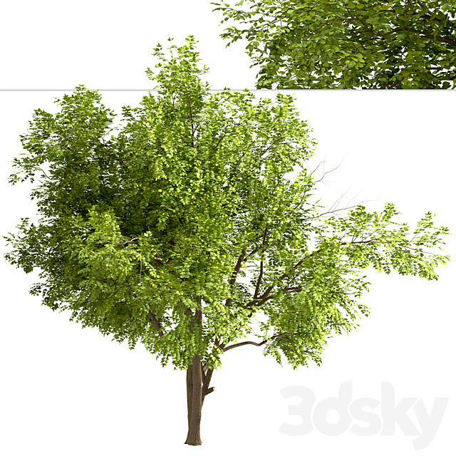 Set of Robinia Pseudoacacia Trees (Black Locust) (2 Trees) 3DSMax File - thumbnail 4