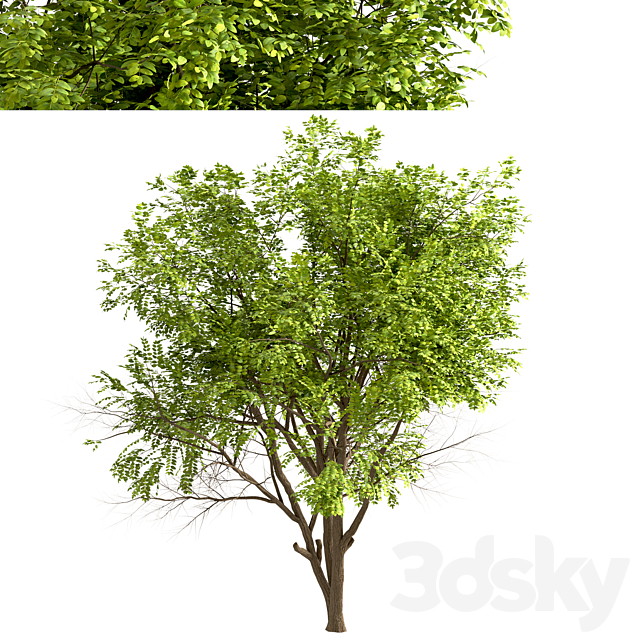 Set of Robinia Pseudoacacia Trees (Black Locust) (2 Trees) 3DSMax File - thumbnail 5