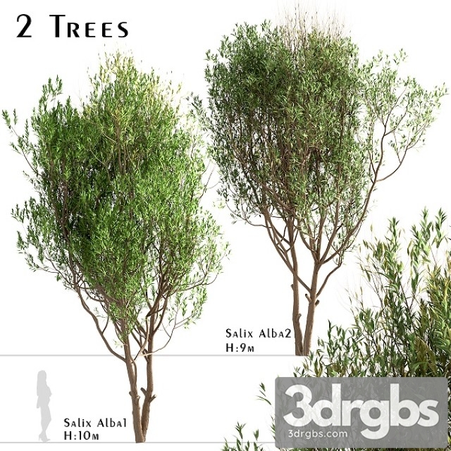 Set of Salix Alba Trees 3dsmax Download - thumbnail 1