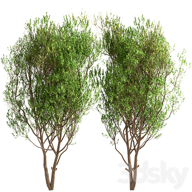 Set of Salix Alba Trees (White Willow) (2 Trees) 3DS Max Model - thumbnail 2