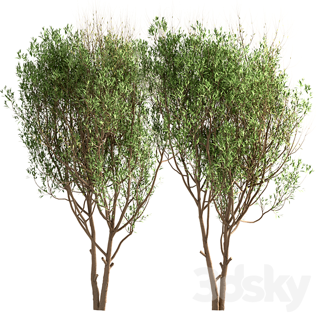 Set of Salix Alba Trees (White Willow) (2 Trees) 3DS Max Model - thumbnail 3