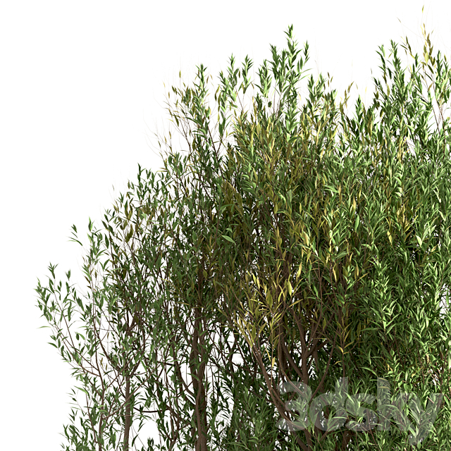 Set of Salix Alba Trees (White Willow) (2 Trees) 3DS Max Model - thumbnail 4