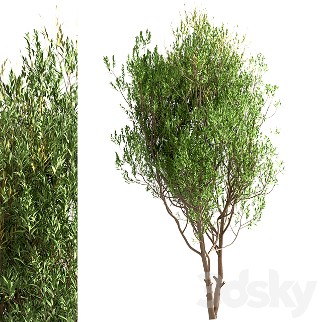 Set of Salix Alba Trees (White Willow) (2 Trees) 3DS Max Model - thumbnail 5