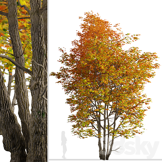 Set of Silver maple Tree (Creek maple) (2 Trees) 3DS Max Model - thumbnail 3