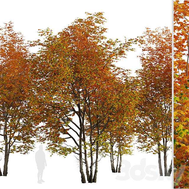 Set of Silver maple Tree (Creek maple) (2 Trees) 3DS Max Model - thumbnail 4