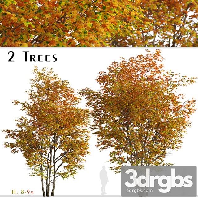 Set of silver maple tree (creek maple) (2 trees) - thumbnail 1