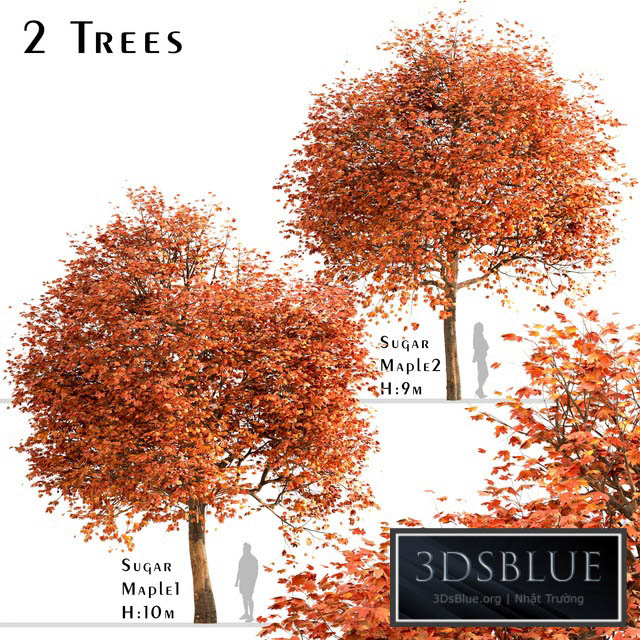 Set of Sugar Maple Trees (Acer Saccharum) (2 Trees) 3DS Max - thumbnail 3