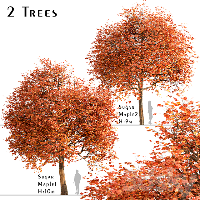 Set of Sugar Maple Trees (Acer Saccharum) (2 Trees) 3DSMax File - thumbnail 1