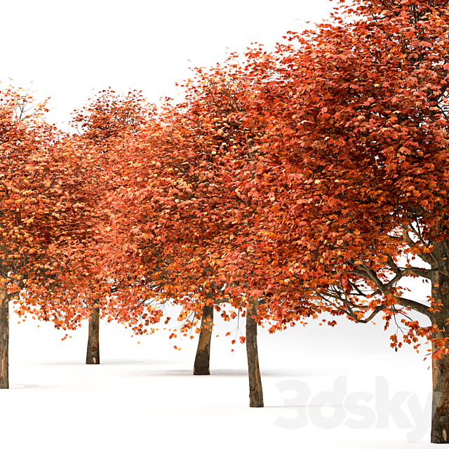 Set of Sugar Maple Trees (Acer Saccharum) (2 Trees) 3DSMax File - thumbnail 2