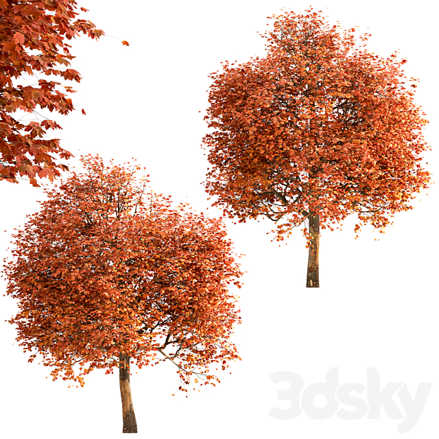 Set of Sugar Maple Trees (Acer Saccharum) (2 Trees) 3DSMax File - thumbnail 3