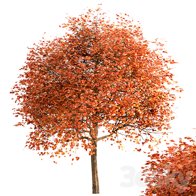 Set of Sugar Maple Trees (Acer Saccharum) (2 Trees) 3DSMax File - thumbnail 4