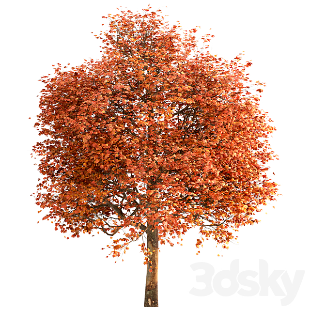 Set of Sugar Maple Trees (Acer Saccharum) (2 Trees) 3DSMax File - thumbnail 5