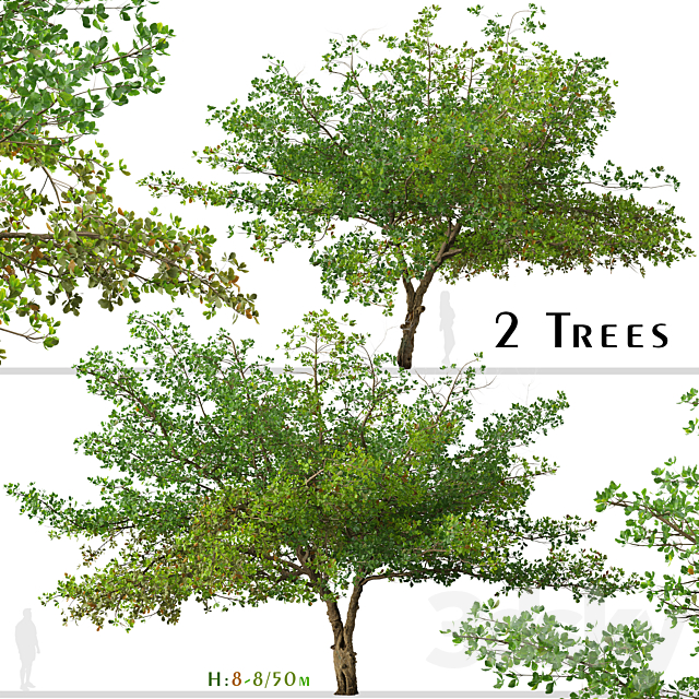 Set of Terminalia catappa Tree (Indian almond) (2 Trees) 3ds Max - thumbnail 1