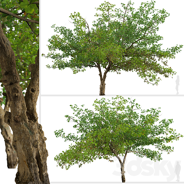 Set of Terminalia catappa Tree (Indian almond) (2 Trees) 3ds Max - thumbnail 2