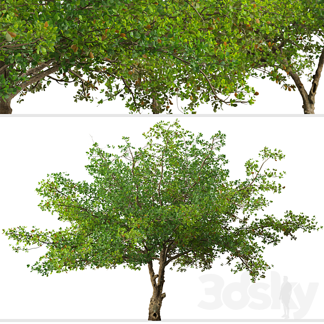 Set of Terminalia catappa Tree (Indian almond) (2 Trees) 3ds Max - thumbnail 3