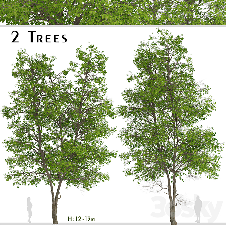 Set of Tilia Platyphyllos Trees (Large-Leaved Lime) (2 Trees) 3DS Max - thumbnail 1