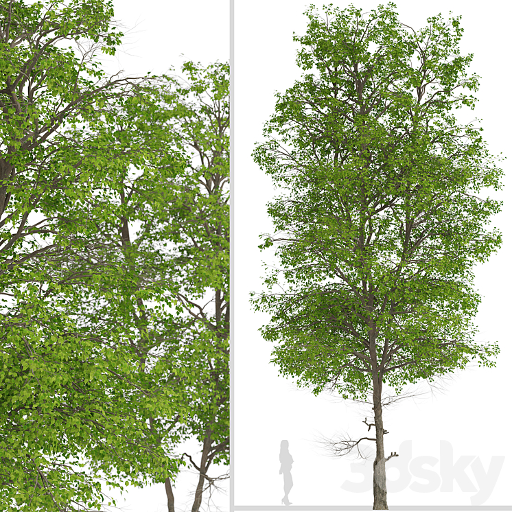 Set of Tilia Platyphyllos Trees (Large-Leaved Lime) (2 Trees) 3DS Max - thumbnail 2