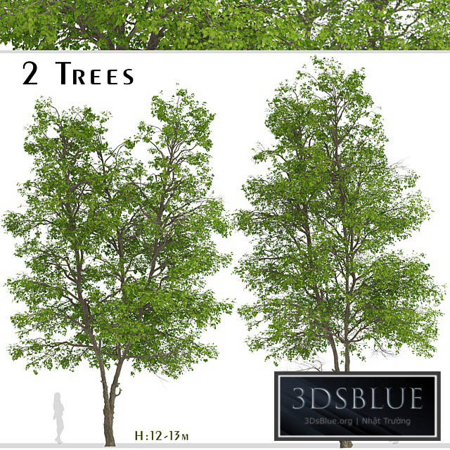 Set of Tilia Platyphyllos Trees (Large-Leaved Lime) (2 Trees) 3DS Max - thumbnail 3