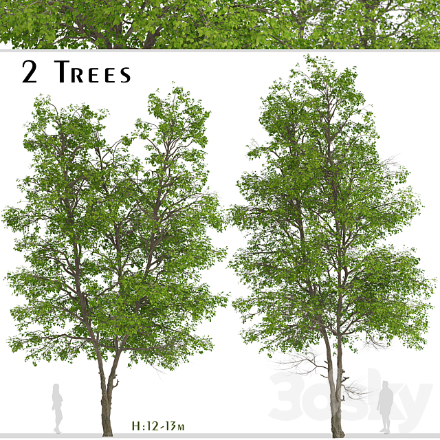 Set of Tilia Platyphyllos Trees (Large-Leaved Lime) (2 Trees) 3DSMax File - thumbnail 1