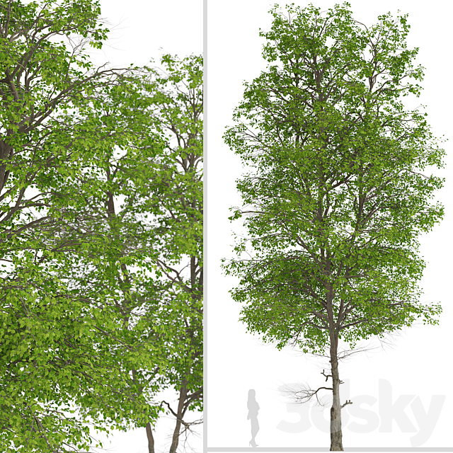 Set of Tilia Platyphyllos Trees (Large-Leaved Lime) (2 Trees) 3DSMax File - thumbnail 2