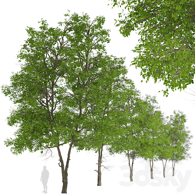 Set of Tilia Platyphyllos Trees (Large-Leaved Lime) (2 Trees) 3DSMax File - thumbnail 3