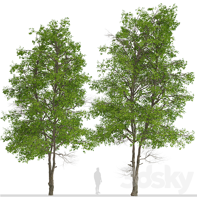 Set of Tilia Platyphyllos Trees (Large-Leaved Lime) (2 Trees) 3DSMax File - thumbnail 4