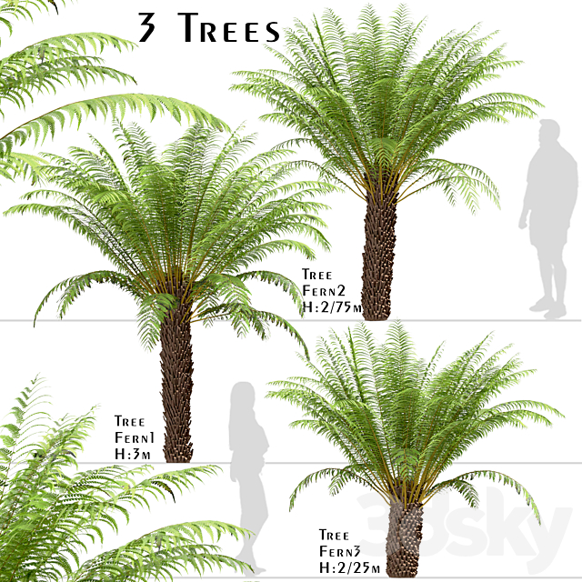 Set of Tree Fern Trees (Dicksonia antarctica) (3 Trees) 3ds Max - thumbnail 1