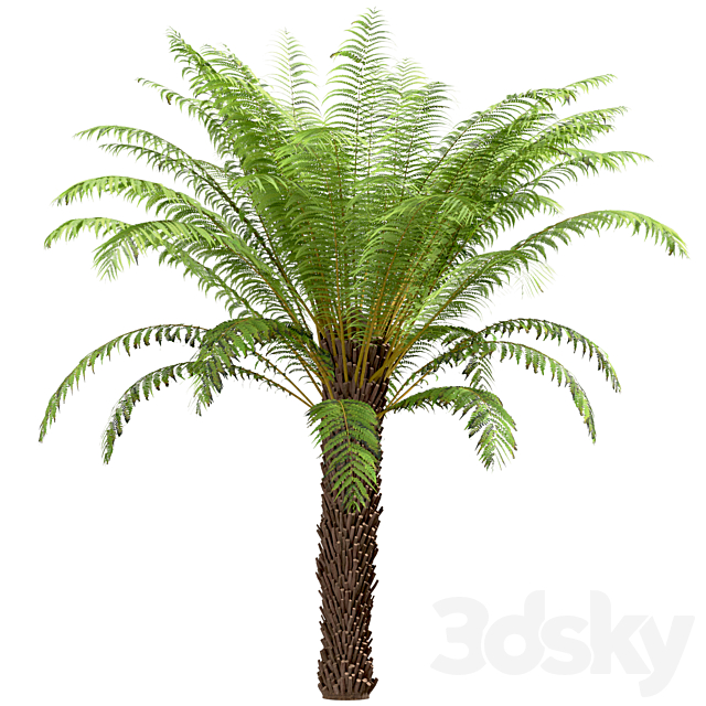 Set of Tree Fern Trees (Dicksonia antarctica) (3 Trees) 3ds Max - thumbnail 2