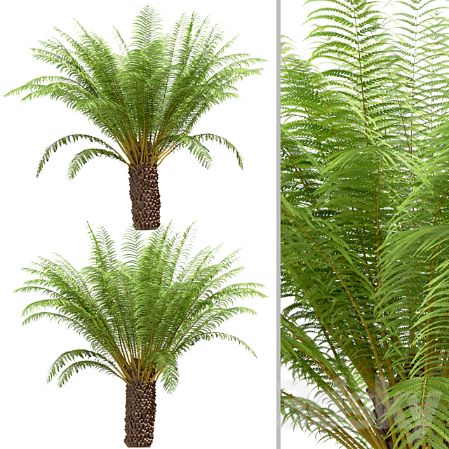 Set of Tree Fern Trees (Dicksonia antarctica) (3 Trees) 3ds Max - thumbnail 3