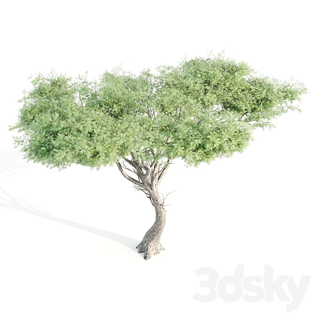 set of tree05 3DSMax File - thumbnail 2