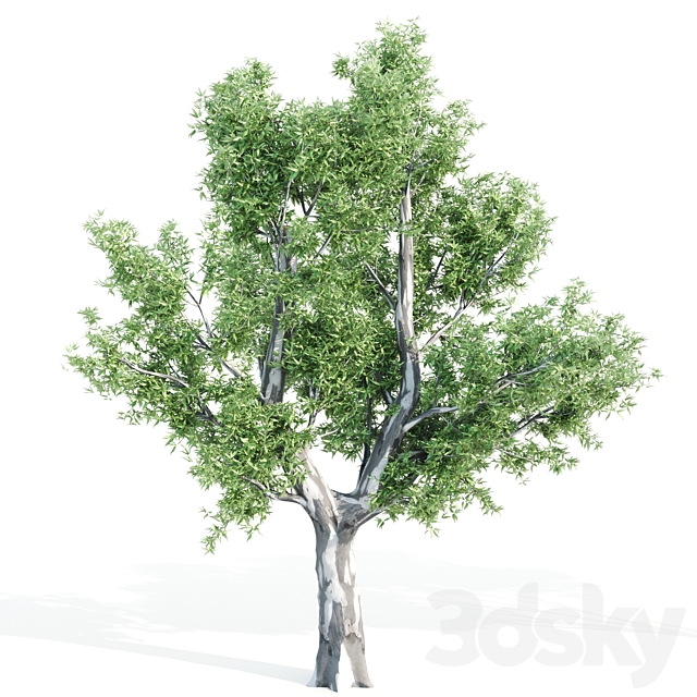 set of tree05 3DSMax File - thumbnail 3