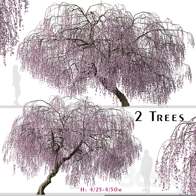 Set of Weeping Cherry Tree (Prunus pendula) (2 Trees) 3ds Max - thumbnail 1