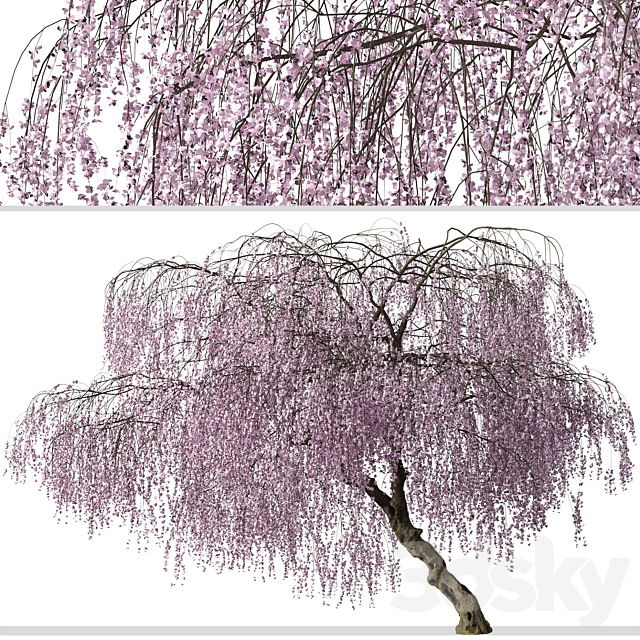 Set of Weeping Cherry Tree (Prunus pendula) (2 Trees) 3ds Max - thumbnail 2